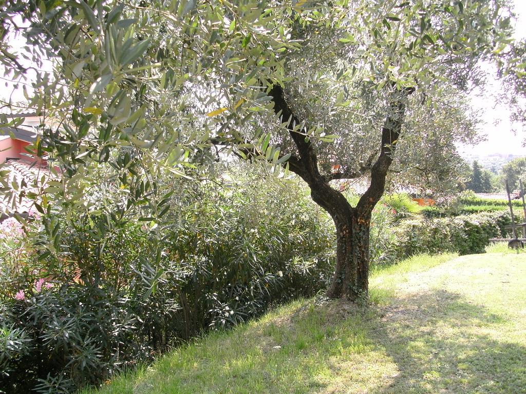 B&B Agli Ulivi Manerba del Garda Eksteriør bilde